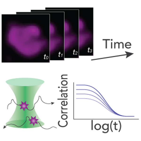 Visualizing chromatin dynamics