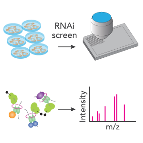 High-throughput screening